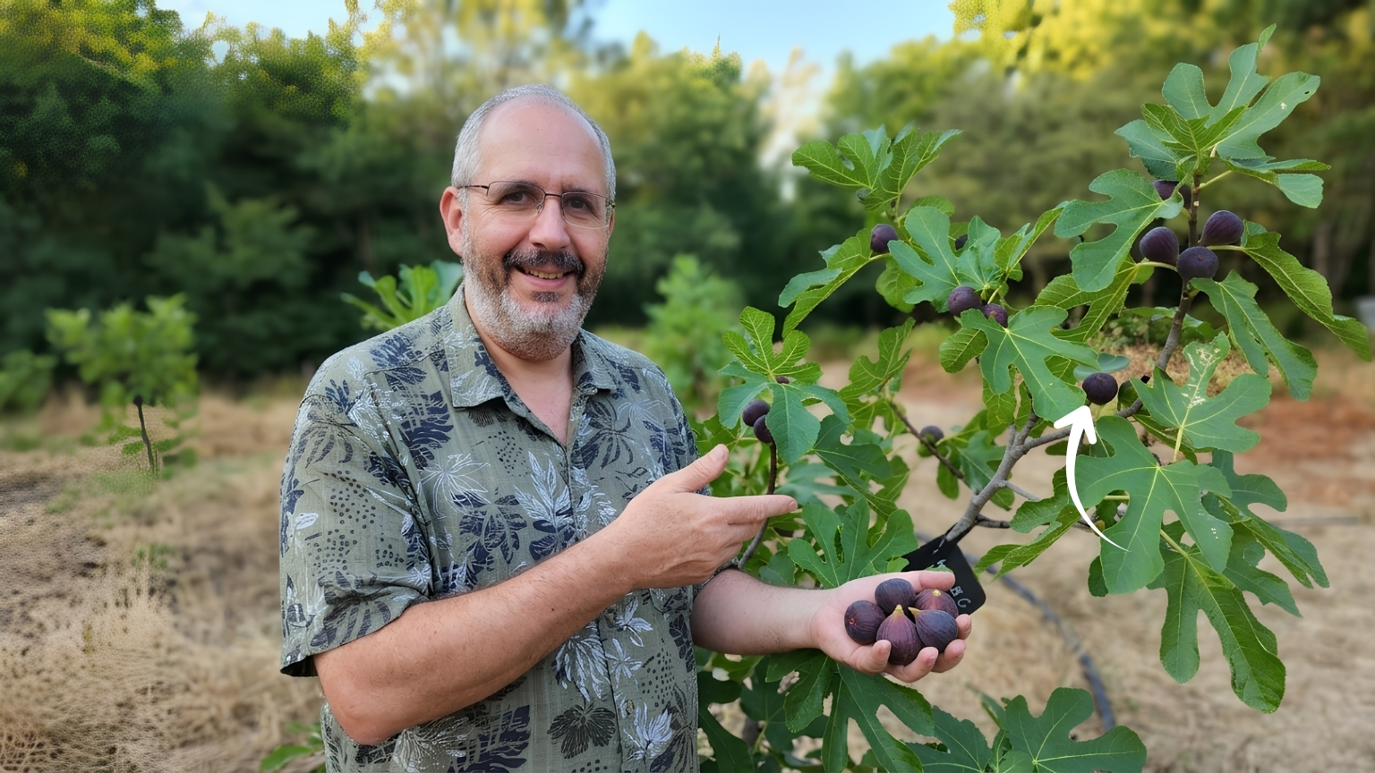 Son figuier ne produisait plus aucun fruit depuis 8 ans : un arboriculteur révèle le simple réglage qui change tout